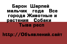 Барон (Шарпей), мальчик 3 года - Все города Животные и растения » Собаки   . Тыва респ.